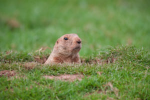 groundhog poking head out of grass for apartment resident event ideas for february