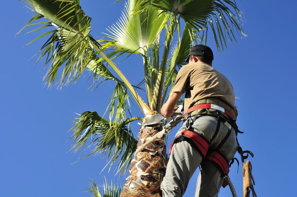 Commercial Arborist Pruning A Palm Tree During Fall Maintenance For Commercial Properties
