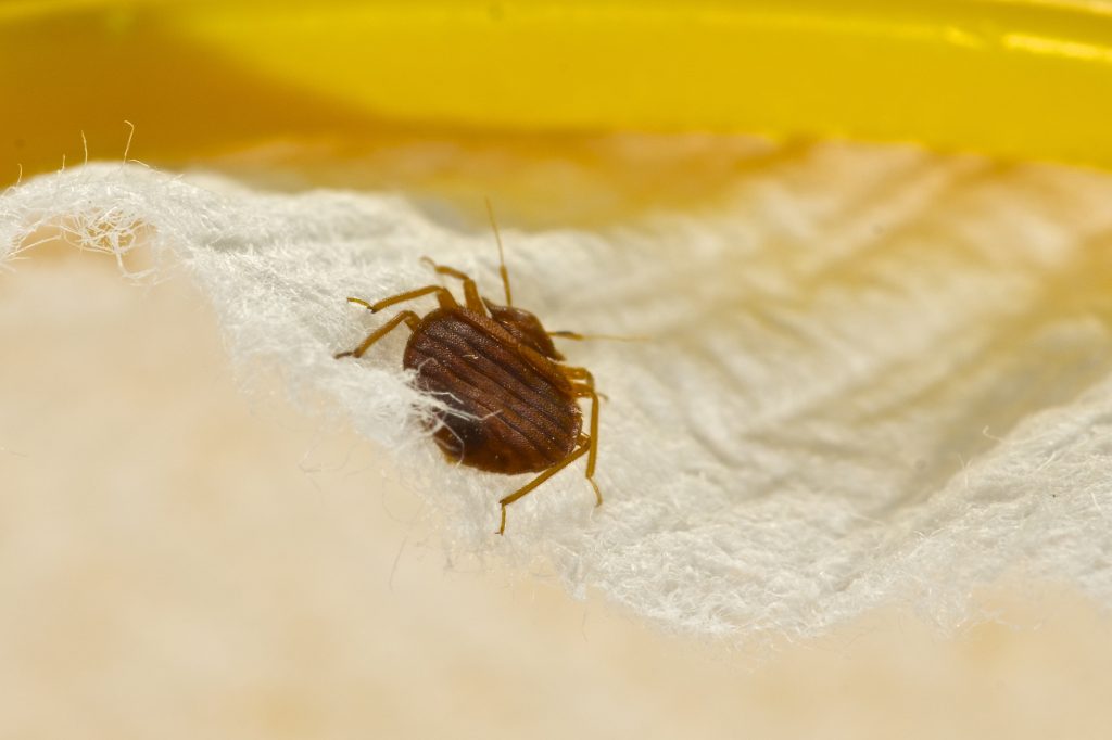 Close Up Of Bed Bug On Mattress For Multifamily Bed Bug Treatment Options Blog