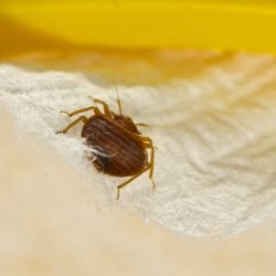 Close Up Of Bed Bug On Mattress For Multifamily Bed Bug Treatment Options Blog