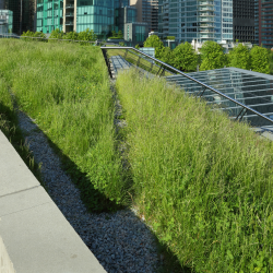 Green Roof On An Urban Commercial Building
