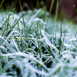 Frozen Grass After Winterizing Your Commercial Landscape