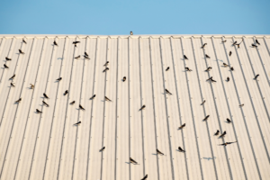 Property Management Pest Control Includes Pest Birds On Metal Roof At Commercial Building