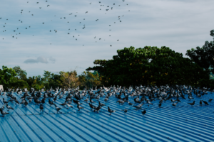Hundreds Of Migratory Birds Are Potential Causes Of Commercial Roof Damage On Metal Roof